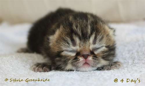 Chanel van Syltin's Huis: Exotic Black tabby poes @ 4 Days